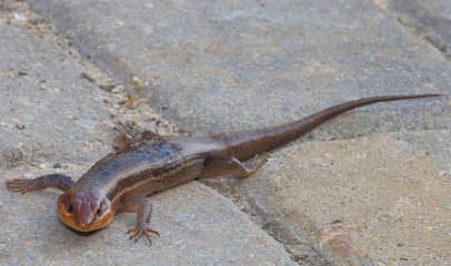 Still skink