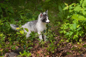 Young Marble Fox (Vulpes vulpes) Stands in Greenery
