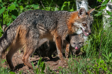 Grey Fox Vixen (Urocyon cinereoargenteus) and Kit Beneath