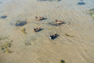 Ducks In Lake