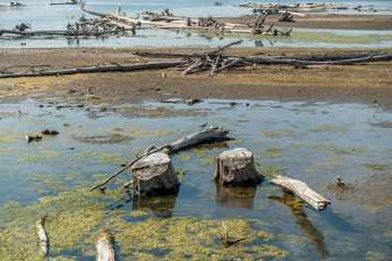 Fallen Trees In Lake