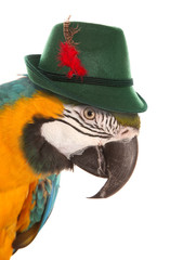macaw parrot wearing a bavarian hat