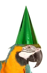 Foto op Canvas papegaai met een hoed voor een verjaardagsfeestje © Chris Brignell