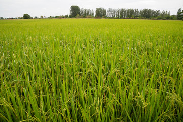 green rice field