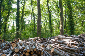 Pile of wood in forest