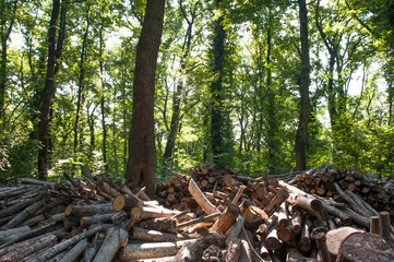 Pile of wood in forest