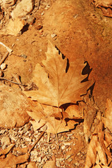Autumn leaf