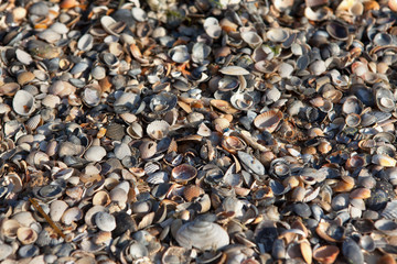 shells on the beach