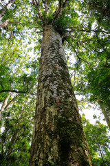 Very tall tree towering above thre land in New Zealnd.