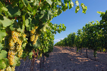 Fototapeta na wymiar Vineyard of italian white wine grapes