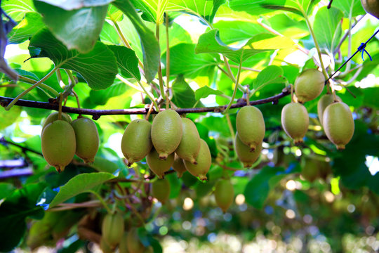 Kiwis growing in orchard in New Zealand.