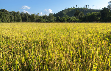 Golden rice field