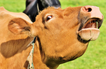 Iceland: Light brown cow eating grass