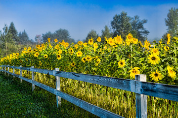 Naklejka premium Sunflowers along a white post and rail fence.