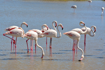 Naklejka premium flamants roses