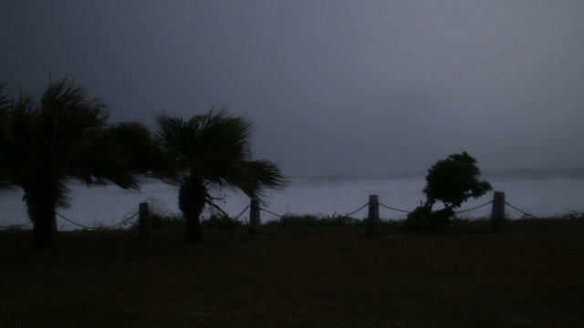 Silhouette of blowing palm trees against stormy sea during typhoon