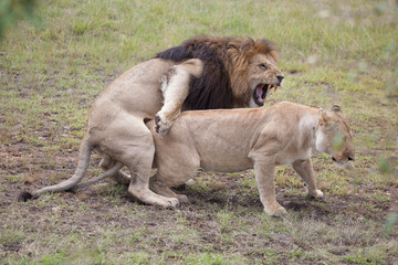 Fototapeta na wymiar Lions mating in Masai Mara Reserve, Kenya, East Africa