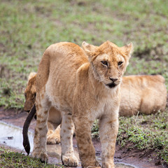 Young lioness in Serengeti, Tanzania, Africa 