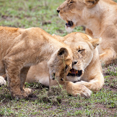 Lioness and cub rubbing heads, Serengeti, Tanzania, Africa 