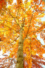 가을풍경 & 가을단풍 이미지
