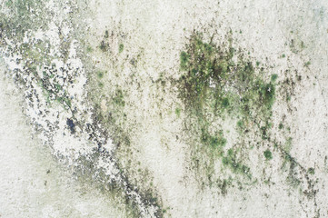 Obraz premium Old concrete wall covered with moss mold