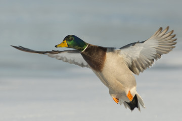 Flying Mallard Duck