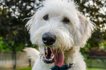 White Labradoodle Sticking Its Tongue Out