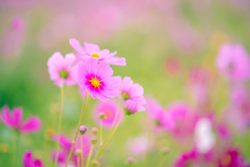 Fototapeta premium beautiful purple and pink flower in a garden