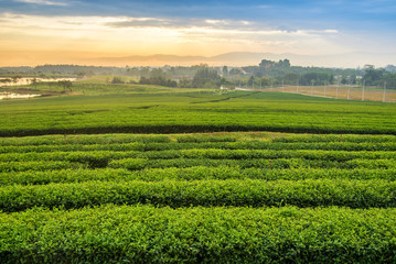 Fototapeta na wymiar sunrise at tea field in chiang rai , Thailand