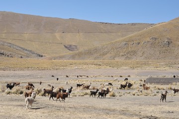 Fototapeta na wymiar Lama in the vastness of the Altiplano