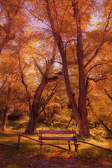 Park bench on the grass between trees in autumn forest 