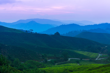 Naklejka premium Dramatic sunrise at Tea Plantation Cameron Highland, Malaysia