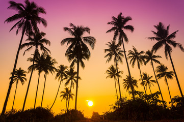 Sillouette of coconut tree during sunrise