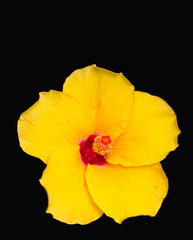 Yellow flowers, Hibiscus rosa-sinensis.