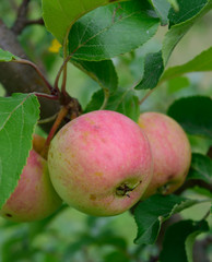 Organic Chestnut Crab Apples on Tree