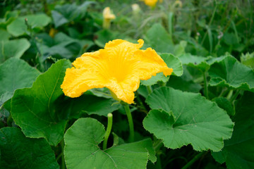 Pumpkin Squash Flower in Garden
