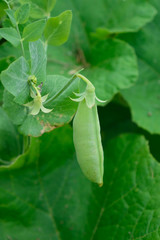 Garden Sweet Pea Detail