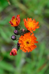 Orange Hawkweed (Hieracium aurantiacum) Flowers