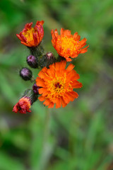 Orange Hawkweed (Hieracium aurantiacum) with Blurred Background