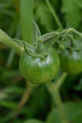 Green Tomatoes (Solanum lycopersicum)