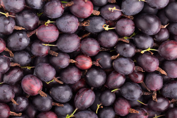 Black gooseberry