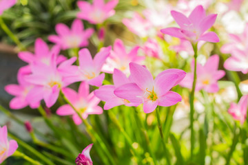 Fototapeta premium pink flower