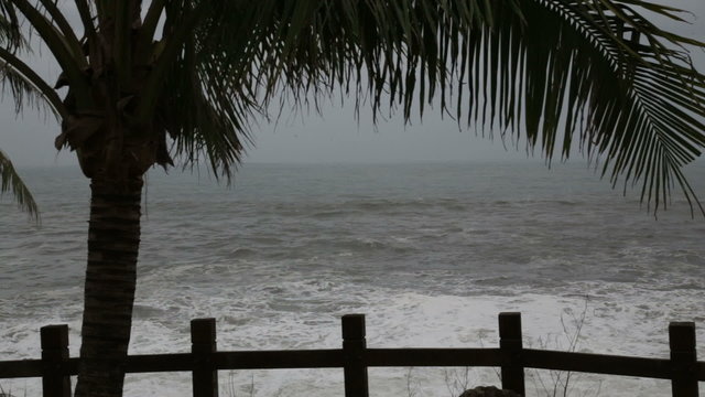 Silhouette of blowing palm trees against stormy sea during typhoon