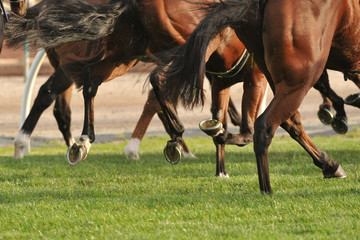 Horse racing action