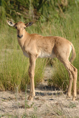 Tsessebe calf