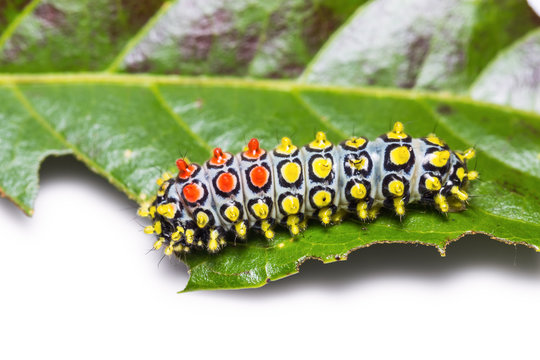 Drury's Jewel Caterpillar