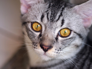 Close up muzzle of American Short Haired cat with big eyes, selective focus