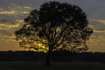 Tree silhouette with sunset in the background