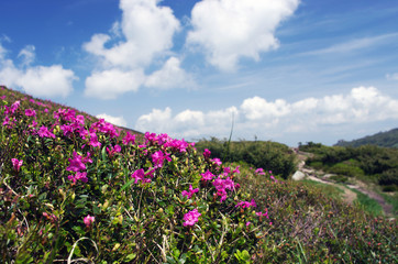 Obraz premium rhododendron in the Carpathians mount. Close up