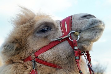 camel